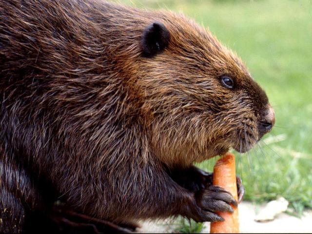 The Beaver Crisis