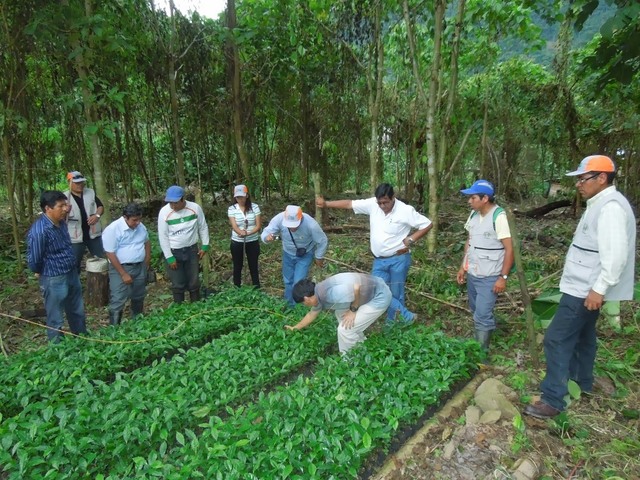 La Violencia afecta los departamentos dedicados al cultivo del café.