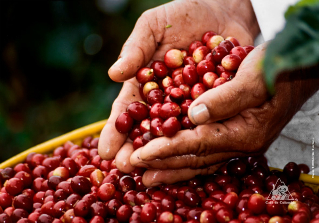 Se da la Bonanza Cafetera por las heladas de Brasil.