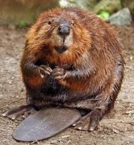 1690-The Beaver Crisis