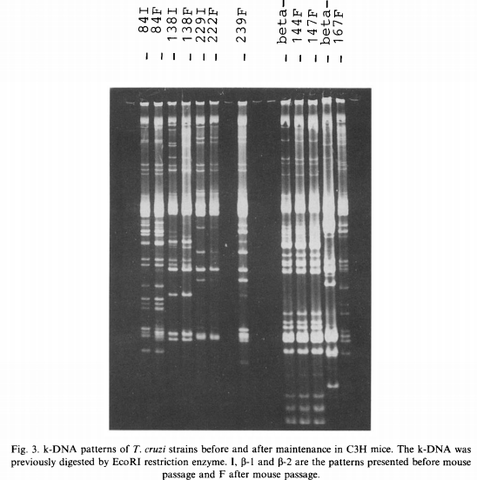 ADN del Kinetoplasto