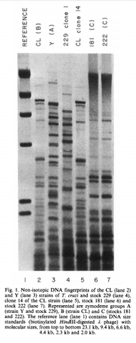 Sondas multilocus de minisatélites humanos
