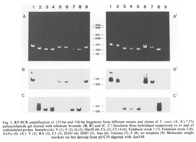 Subunidad ribosomal grande 24Sa