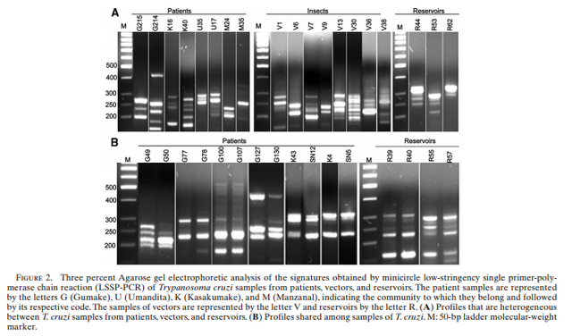 PCR-LSSP