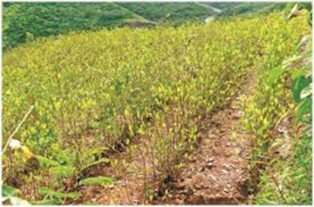 Increase in coca cultivation