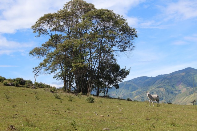 TRES CAMPESINOS ASESINADOS POR EL FRENTE 21 DE LAS FARC