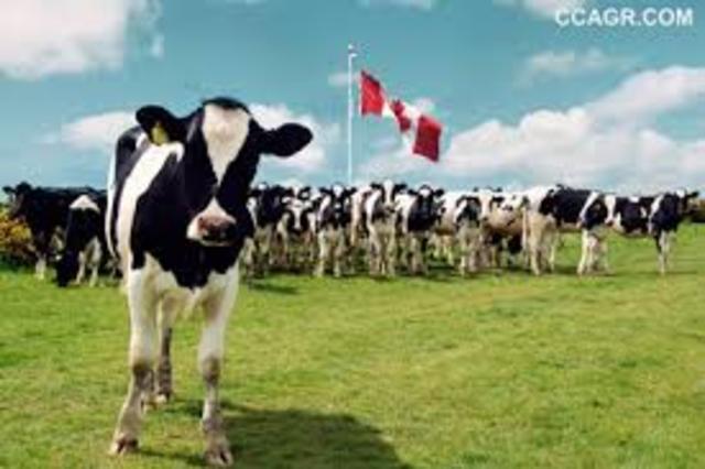 Development of Dairy Industry