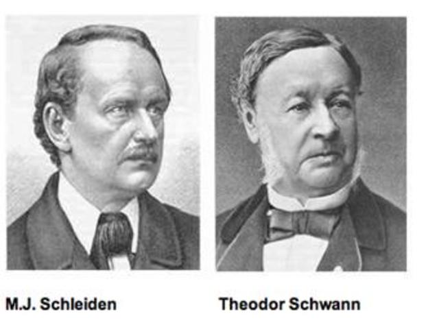 M. Schleiden y T.Schwann