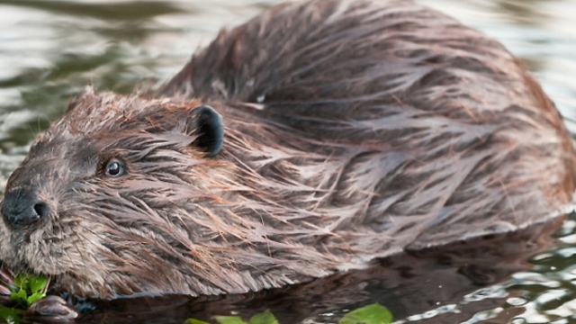 Beaver Crisis