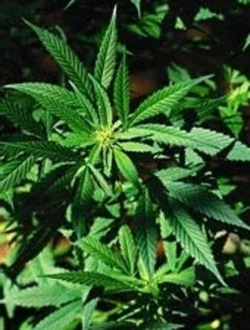 Comienzo de las drogas en Colombia