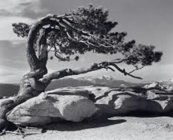 Ansel Adams