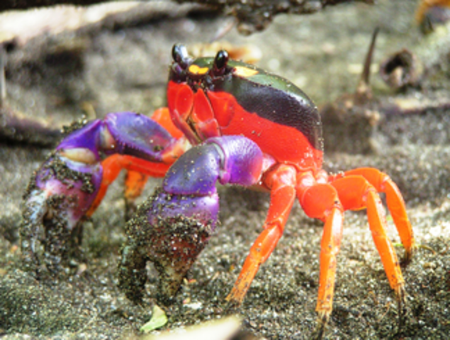 cangrejo colores
