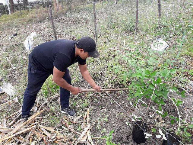 Deshierbe de plantas de moras