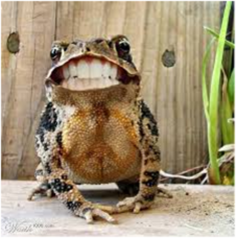 Frogs have teeth