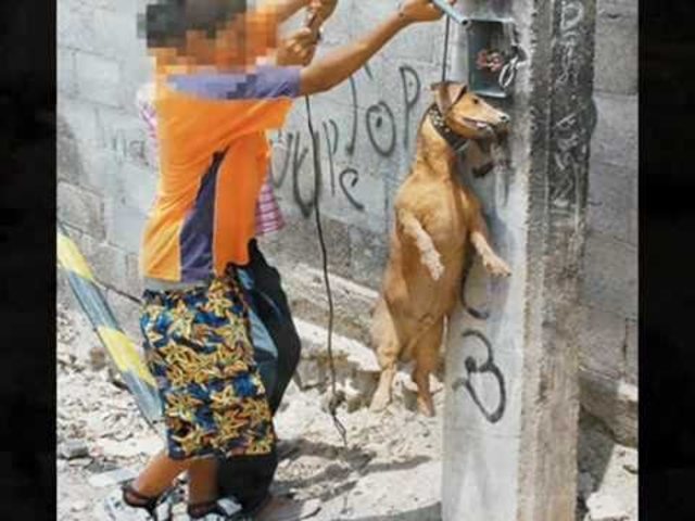 Maltrato animal, raíces de la violencia familiar