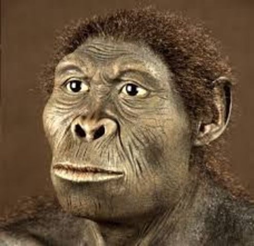 HOMO HABILIS
