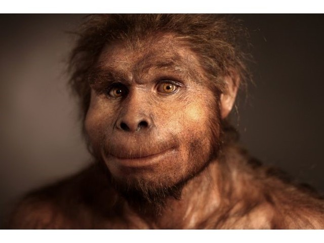 HOMO ERECTUS