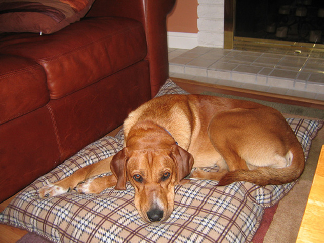 I get my dog bucky for my birthday