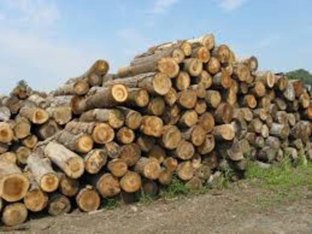 Logging Industry