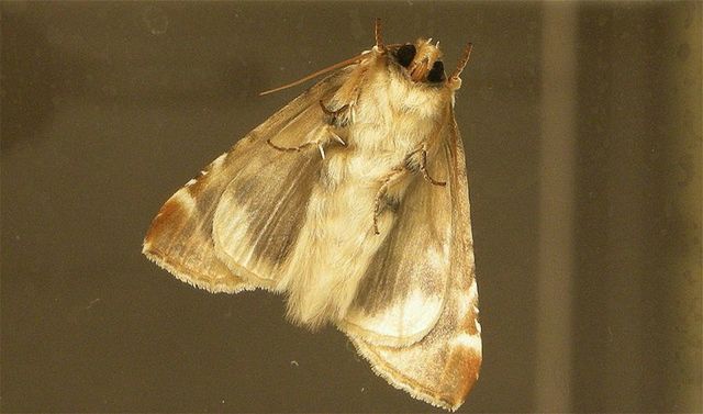 Primer caso de malfuncionamiento