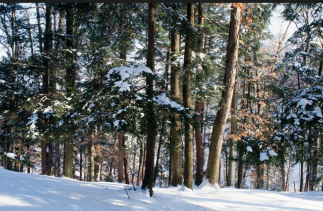 Timber Trade > Fur Trade