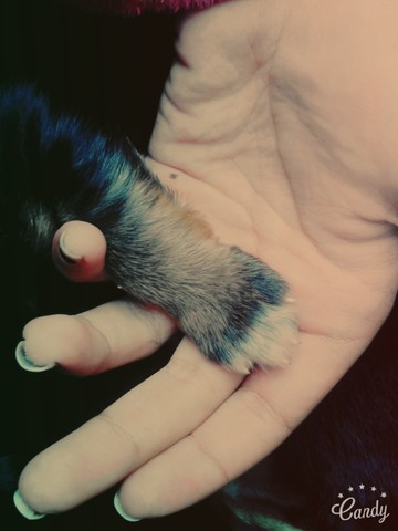 La primera cría de mi perrita