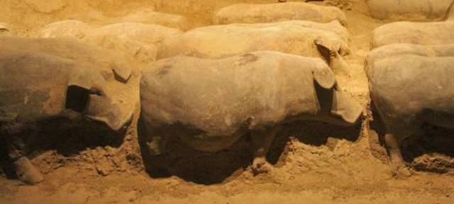 Orígenes de Domesticación