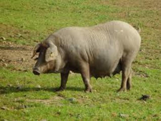 Domesticación en Europa