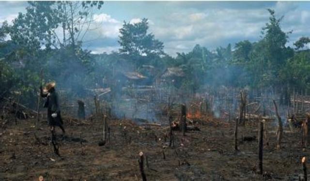 Slash-and-burn agriculture