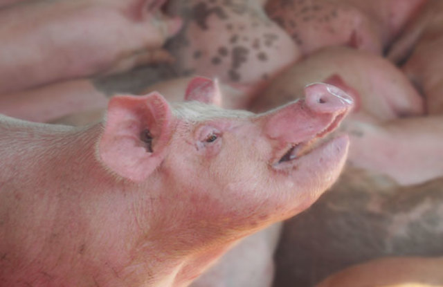 Cerdos en Norteamérica