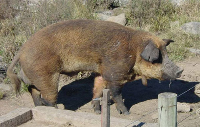 Cerdos en Argentina y Uruguay