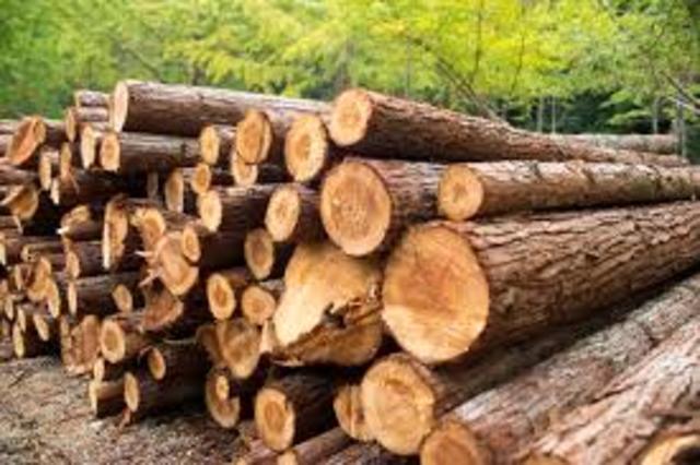 Timber Industry