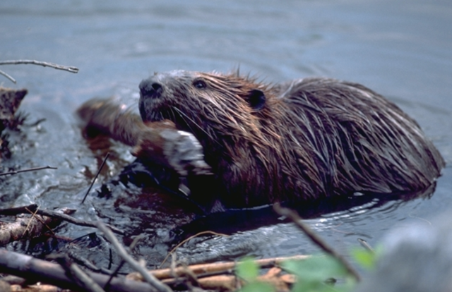 The Beaver Crisis