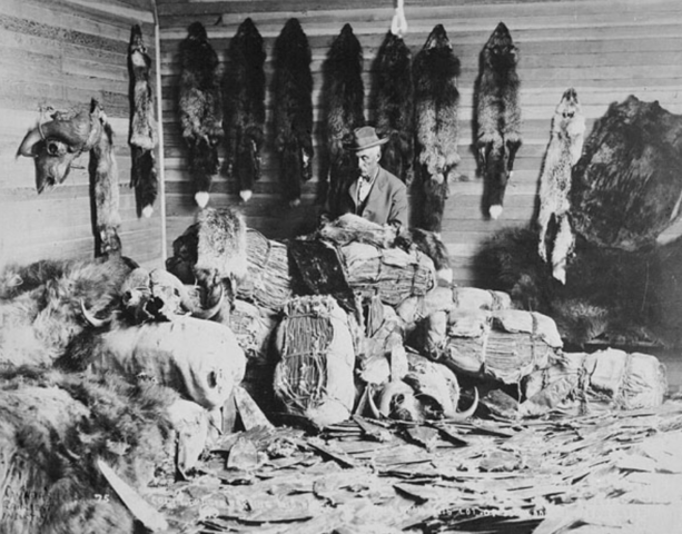 British Merchants Control The Fur Trade