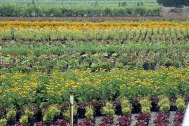 Agricultural diversification