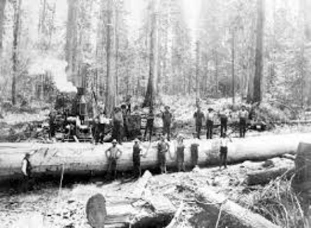 Timber Trade slowly replaces Fur Trade