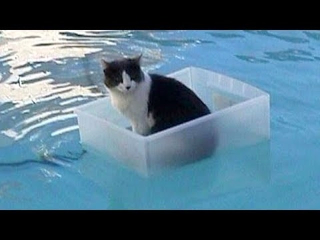 water cats