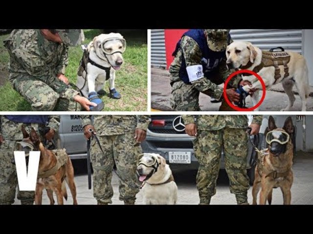 los Caninos tambien fueron heroes en el rescate