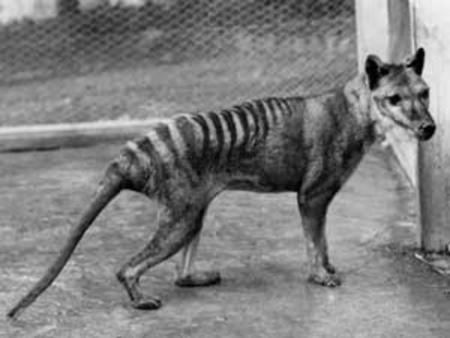 Lobo marsupial o Tilacino