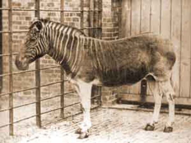 Quagga