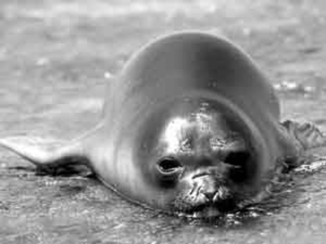 Foca monje del caribe