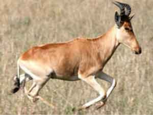 Bubal Hartebeest