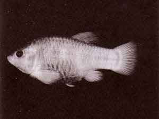 Tecopa Cyprinodontidae