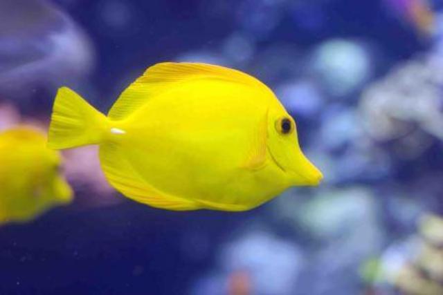 Apareixen els primers vertebrats: fa 450 Ma