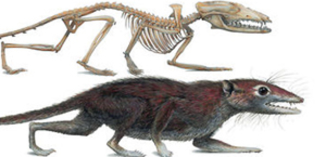 Apareixen els primers mamífers: fa 210 Ma