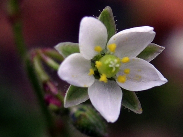 Apareixen els angiospermes: fa 140 Ma