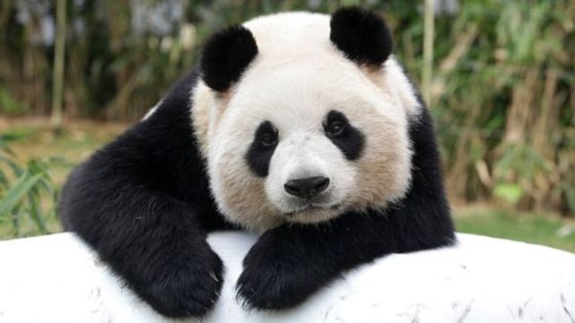 tipos de panda