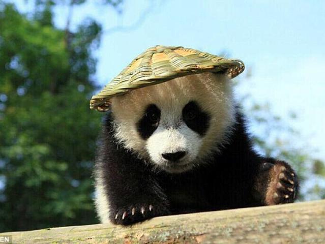 Osos panda, regreso a la libertad en China