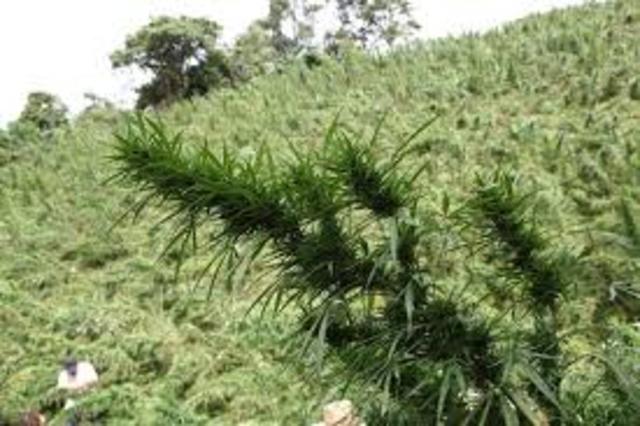 Expansion del Narcotrafico