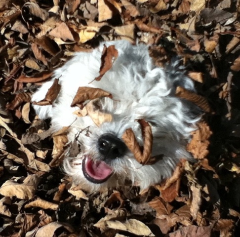 Nosotros adoptamos un perro